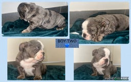 English Bulldog dogs for sale: ENGLISH BULLDOG PUPPIES FOR SALE🩷💙 - Image 4