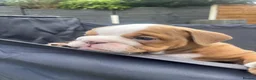 English Bulldog dogs for sale: REDUCED LAST 2 BULLDOG GIRLS ( choc tan) - Advert 19