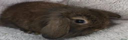 Mini Lion Lop rabbits for sale: Ready 23rd October  - Advert 7