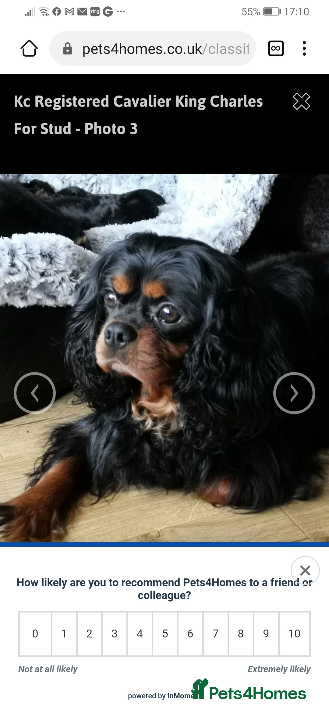 Cavalier King Charles Spaniel dogs for stud: 3 cavalier king charles available for stud in Sheffield - Advert 4