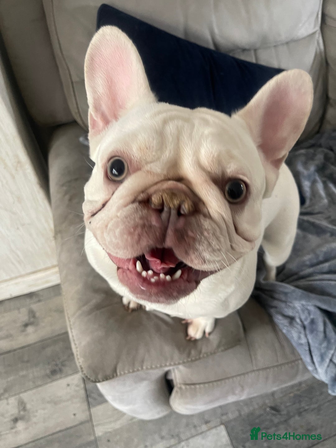 French Bulldog dogs for sale: KC Platinum French Bulldog Boy–Carrying Fluffy 🐾 - Image 14