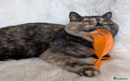 British Shorthair cats for sale: Gorgeous British shorthair  - Image 4