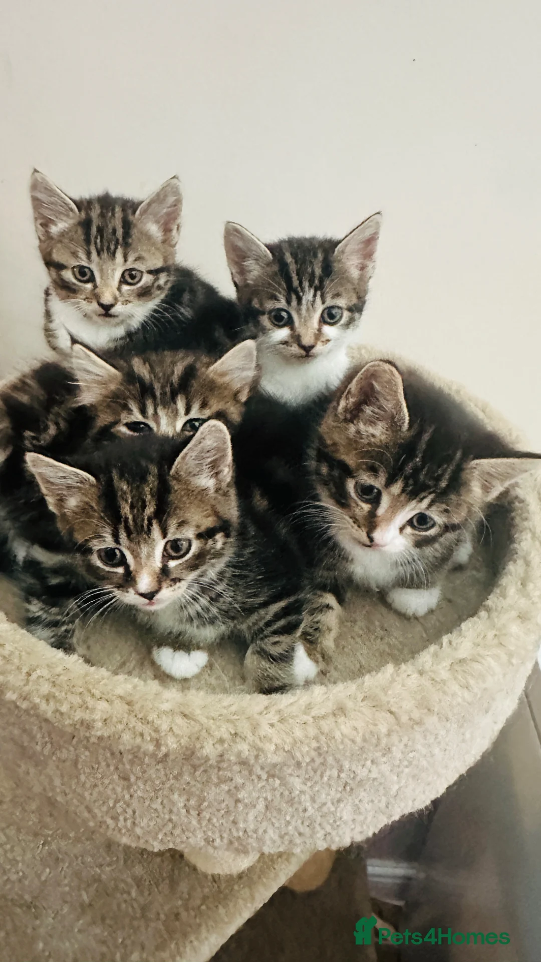 British Shorthair cats for sale: Adorable Kittens Looking for Loving Homes - Advert 1