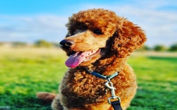 Miniature Poodle dogs for stud: ✅️DNA Test Red KC Miniature Poodle Stud Manchester in Manchester - Image 6