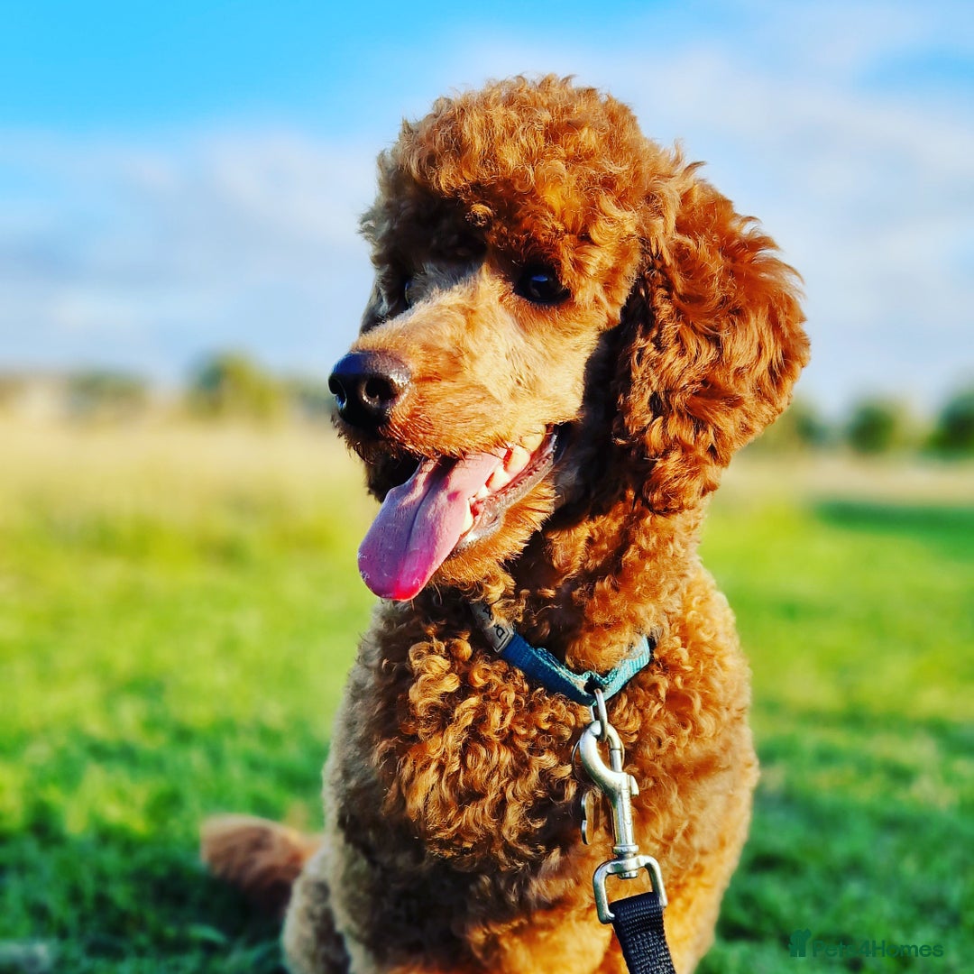 Miniature Poodle dogs for stud: ✅️DNA Test Red KC Miniature Poodle Stud Manchester in Manchester - Image 6