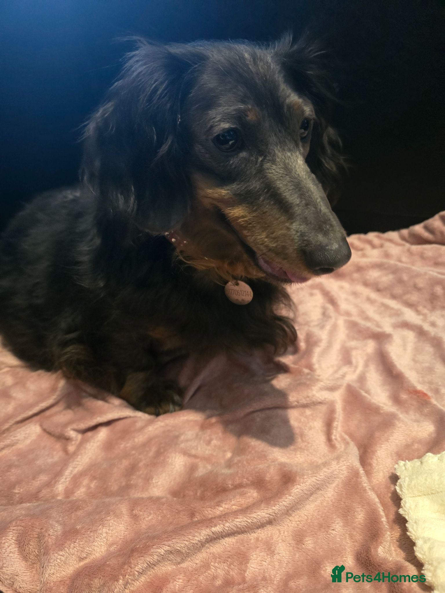 Dachshund dogs 1 long hair girl grey in color age 3 - Advert 14
