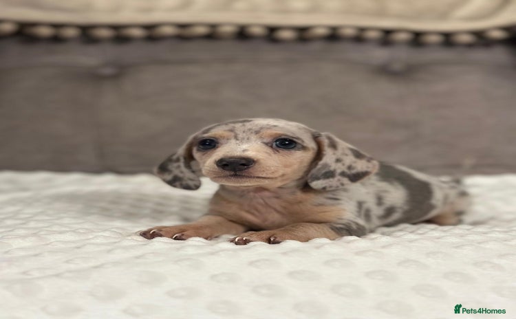 Miniature Dachshund dogs KC Miniature Dachshunds Blue and Cream dapple - Advert 7