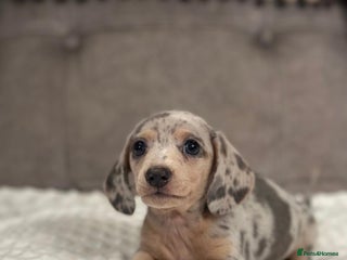 Miniature Dachshund dogs KC Miniature Dachshunds Blue and Cream dapple - Advert 10