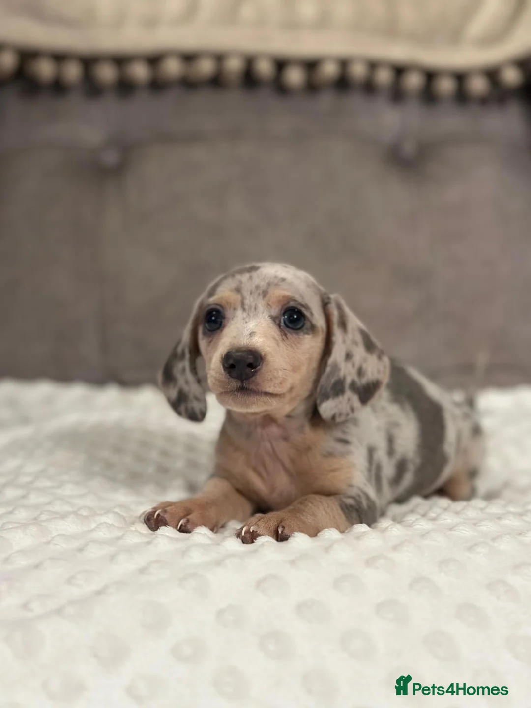 Miniature Dachshund dogs for sale: KC Mini Dachshunds Blue/Isabella & Cream dapple - Advert 6