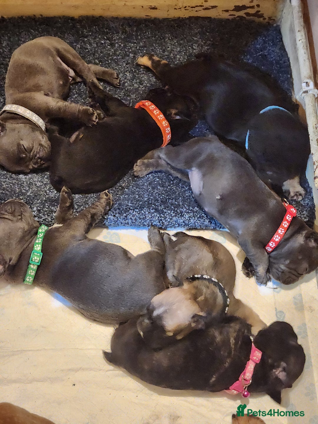 French Bulldog dogs for sale: French bulldog pups  - Image 16
