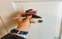 Whippet dogs for sale: Lovely petite Whippets - Image 13