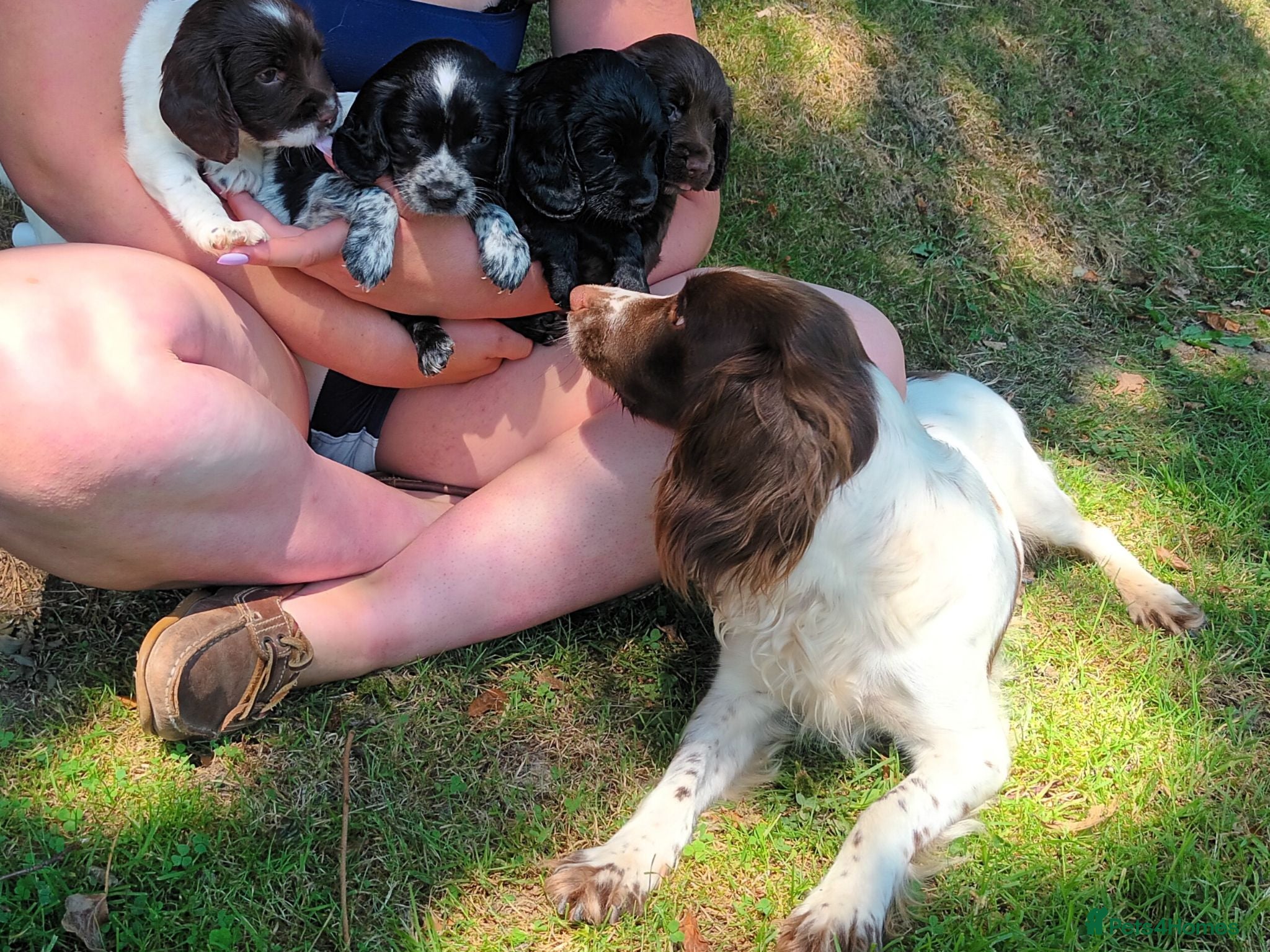 Sprocker dogs Sprocker Spaniel pups for sale  - Advert 1