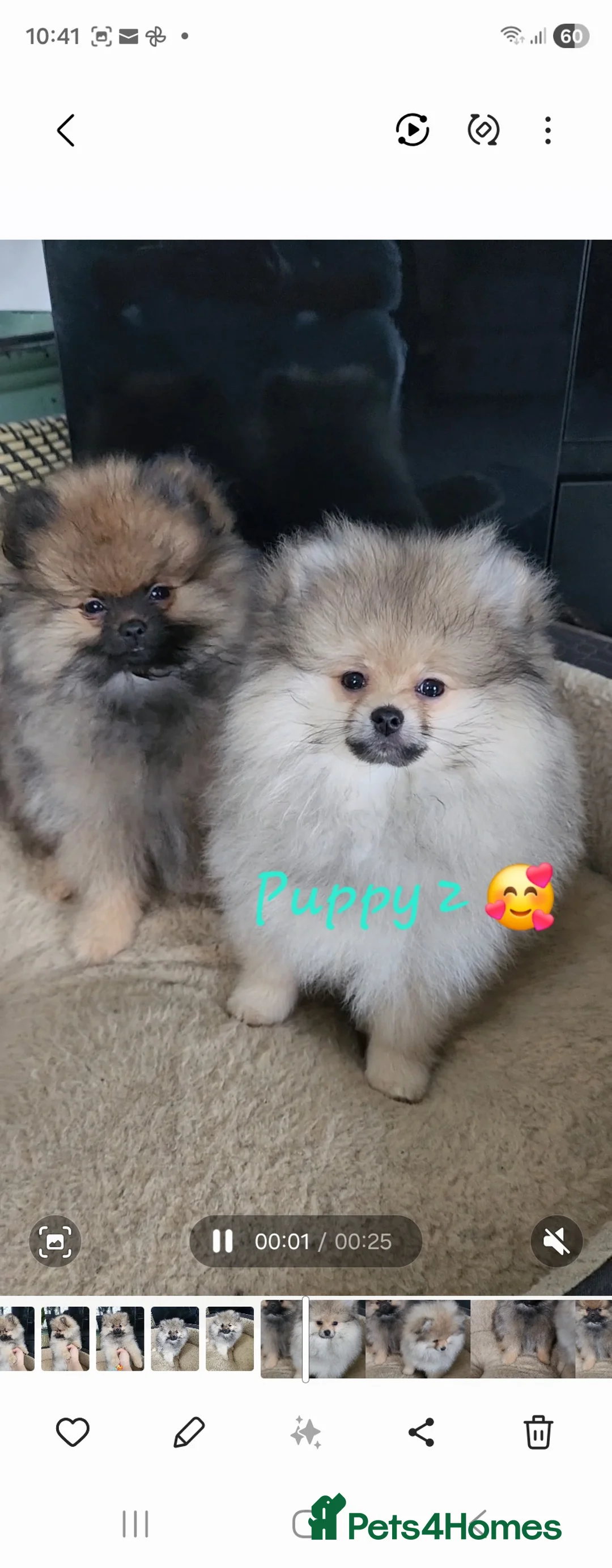 Pomeranian dogs for sale: Gorgeous fluffy Pomeranian boys - Advert 2