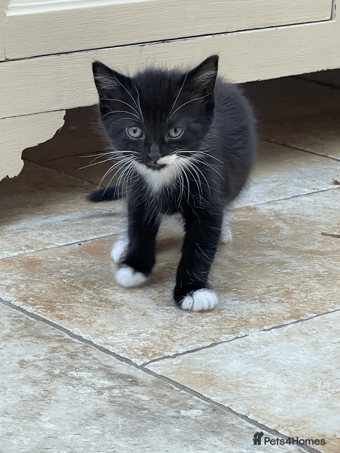Mixed Breed cats for sale: British Shorthair Cross kittens  - Image 5