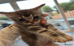 Maine Coon cats for sale: Maine Coon X  - Image 11