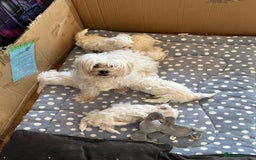 Maltese dogs for sale: Beautiful Korean Maltese  - Image 6