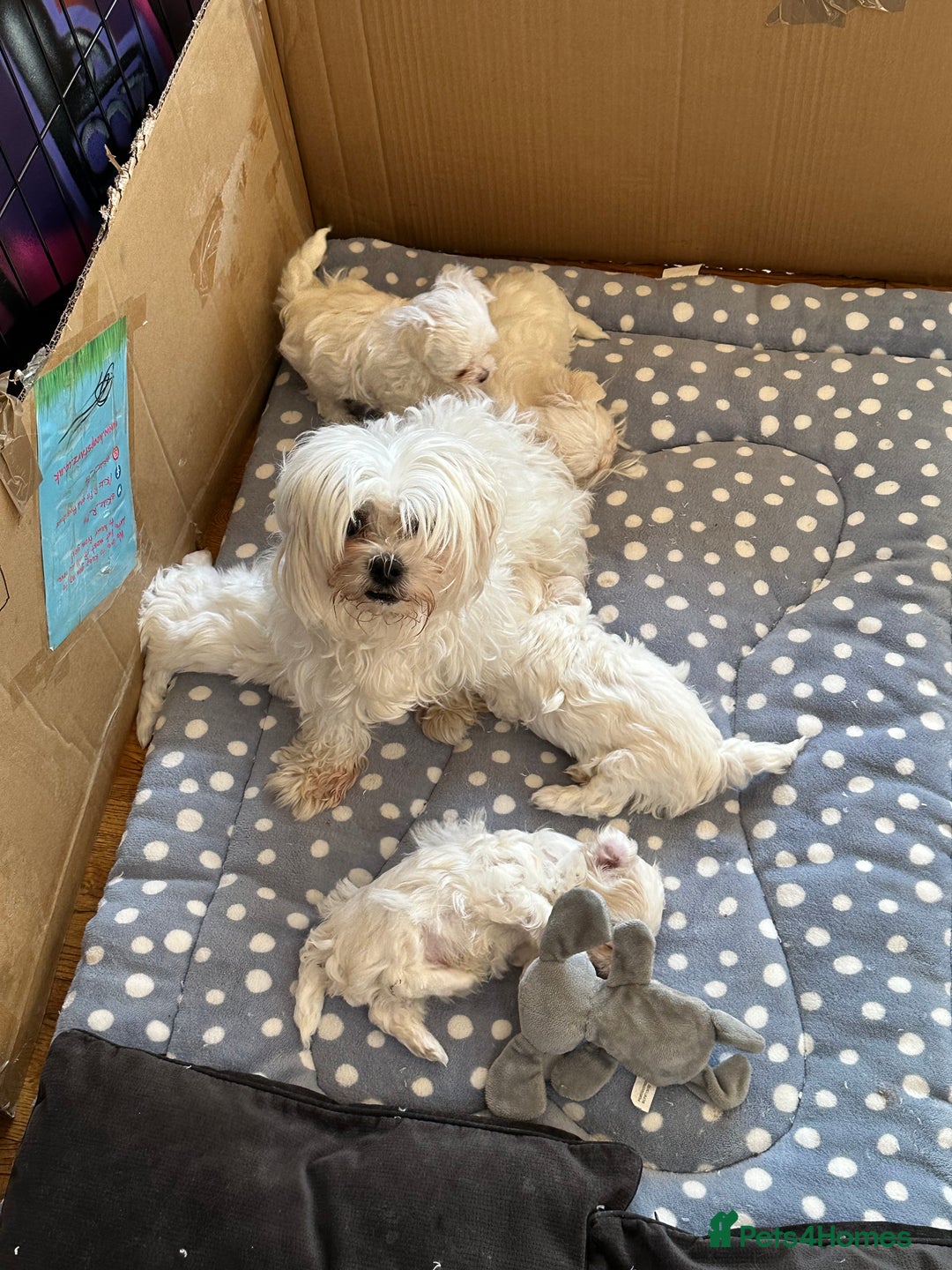 Maltese dogs for sale: Beautiful Korean Maltese  - Image 6