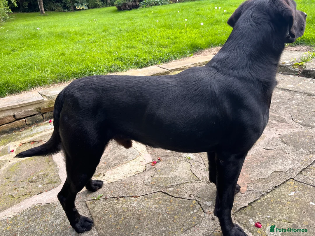 Labrador Retriever dogs for stud: 0/0 HIPS&ELBOWS FULLY HEALTH TESTED LABRADOR STUD in Leyburn - Advert 9