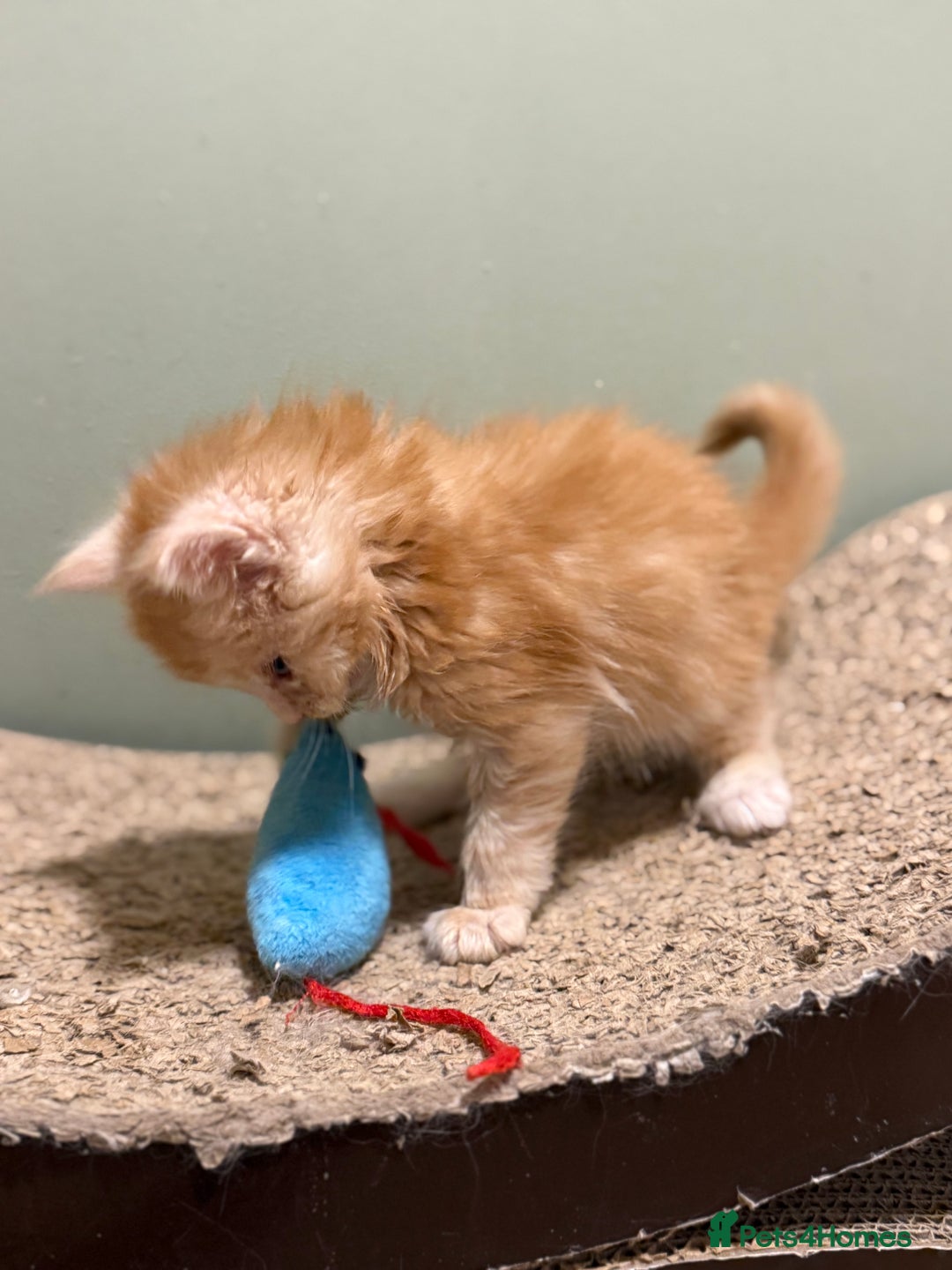 Maine Coon cats for sale: Maine Coon Pedigree  - Advert 4