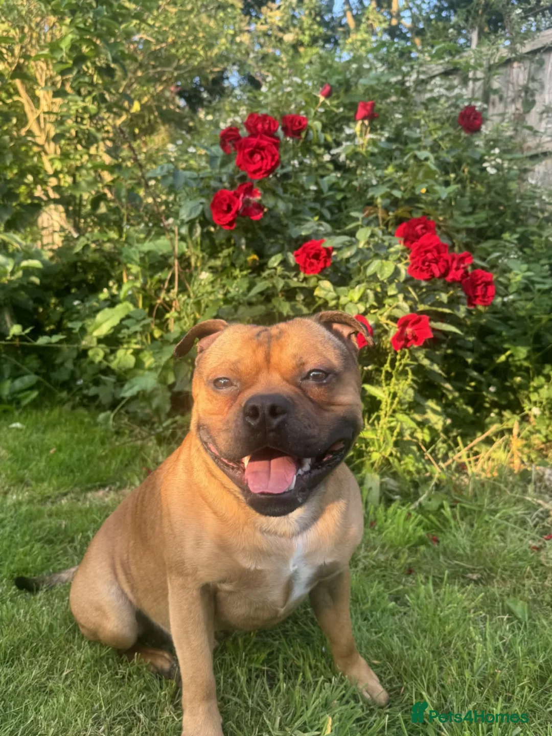 Staffordshire Bull Terrier dogs for stud: Ernie Red Staffordshire Bullterrier for Stud - Advert 6