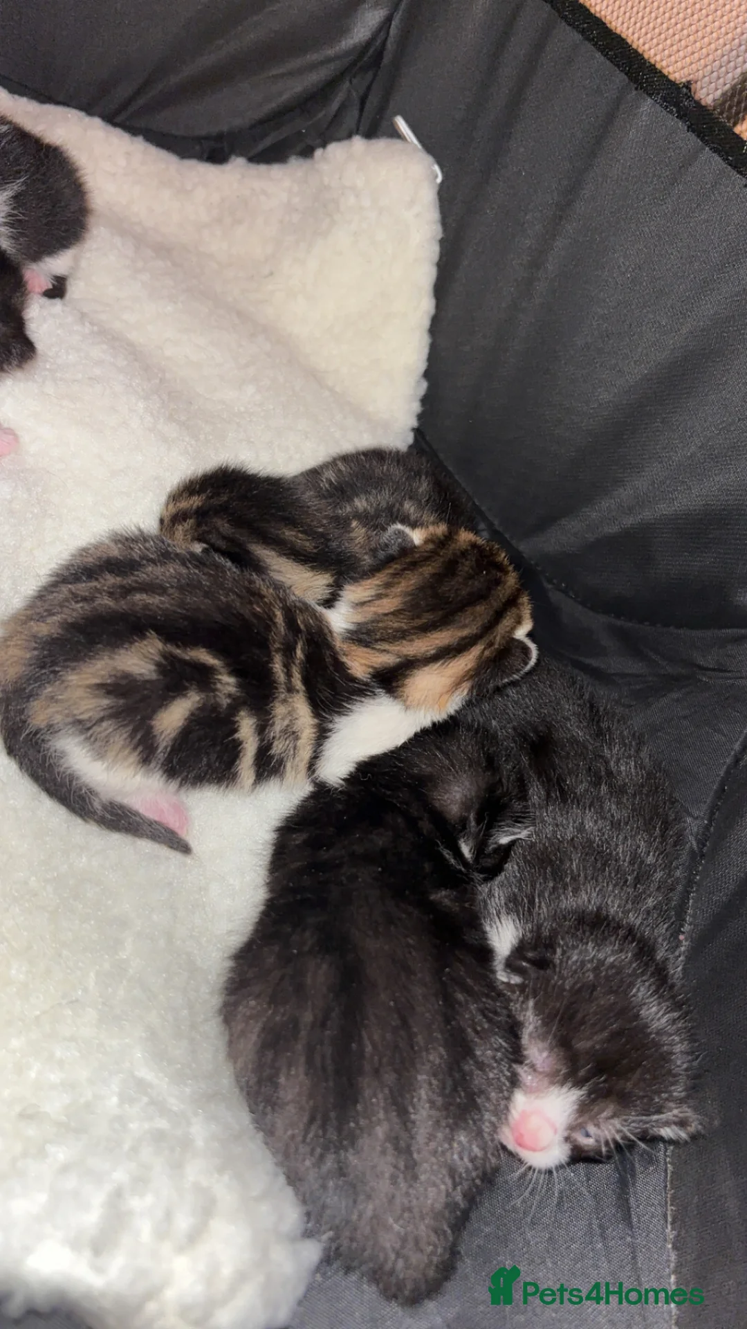 Mixed Breed cats for sale: Kittens  in Grantham - Advert 2