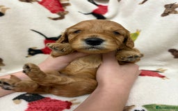Cockapoo dogs for sale: Five Beautiful Cockerpoo Puppies  - Image 2