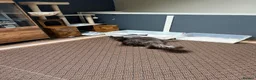 Maine Coon cats for sale: Gorgeous Maine Coon Kittens - Advert 7