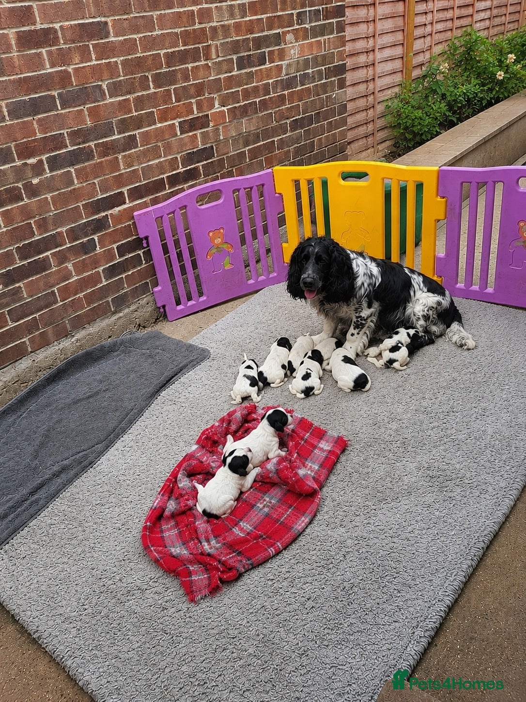 Cocker Spaniel dogs Adorable cocker spaniel pups  - Advert 13