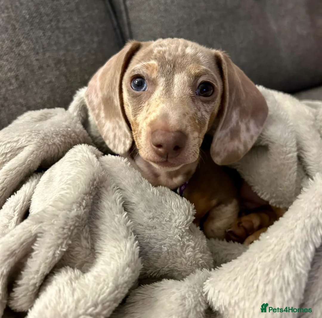 Miniature Dachshund dogs for sale: KC Miniature Female Isabella&Tan Dapple - Advert 5
