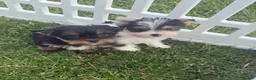 Yorkshire Terrier dogs for sale: Miniature Yorkshire Terrier Puppies (RARE BIEWER) - Advert 6