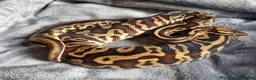 Python Snake reptiles for sale: 5 for £50 -adult docile Corn Snake & Ball Pythons - Advert 7