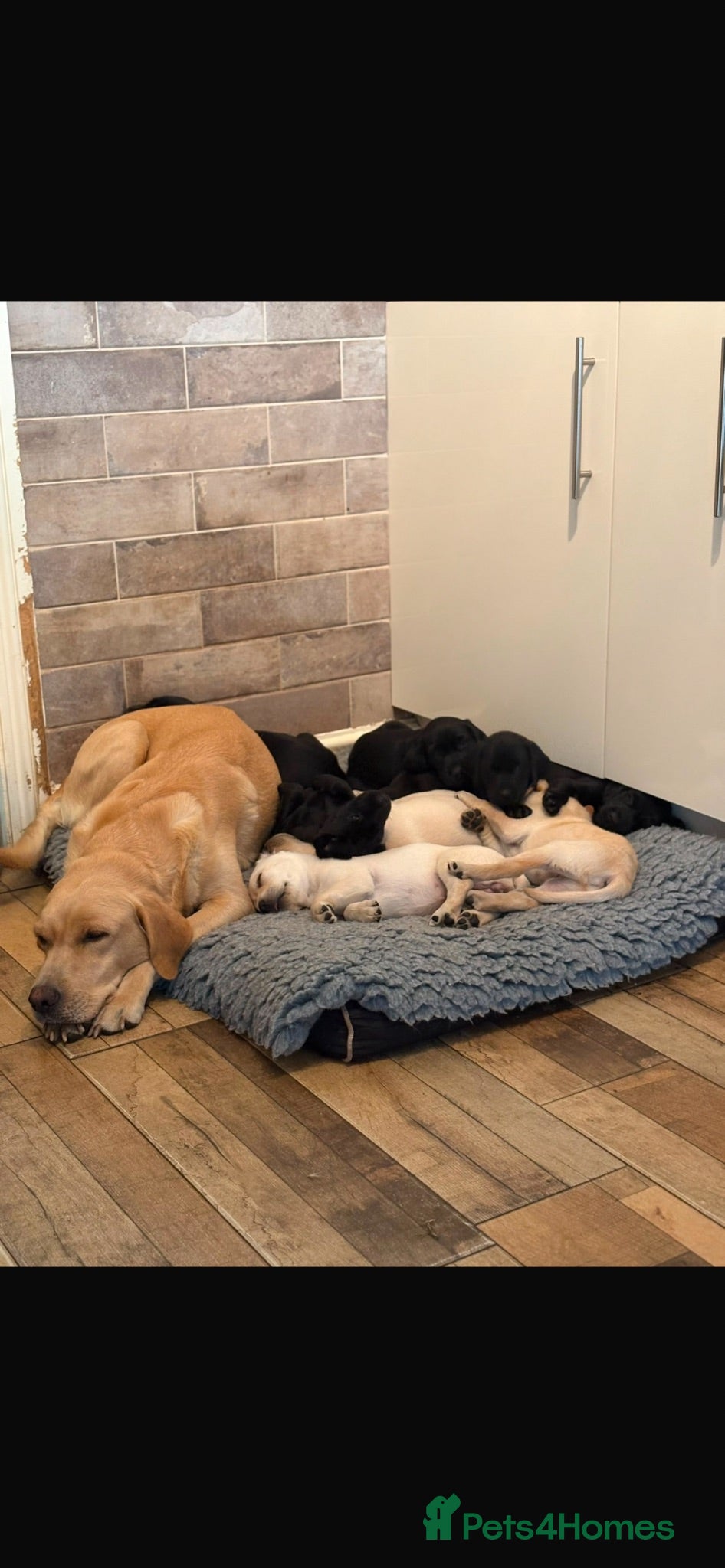 Labrador Retriever dogs KC registered Labrador puppies  - Advert 2