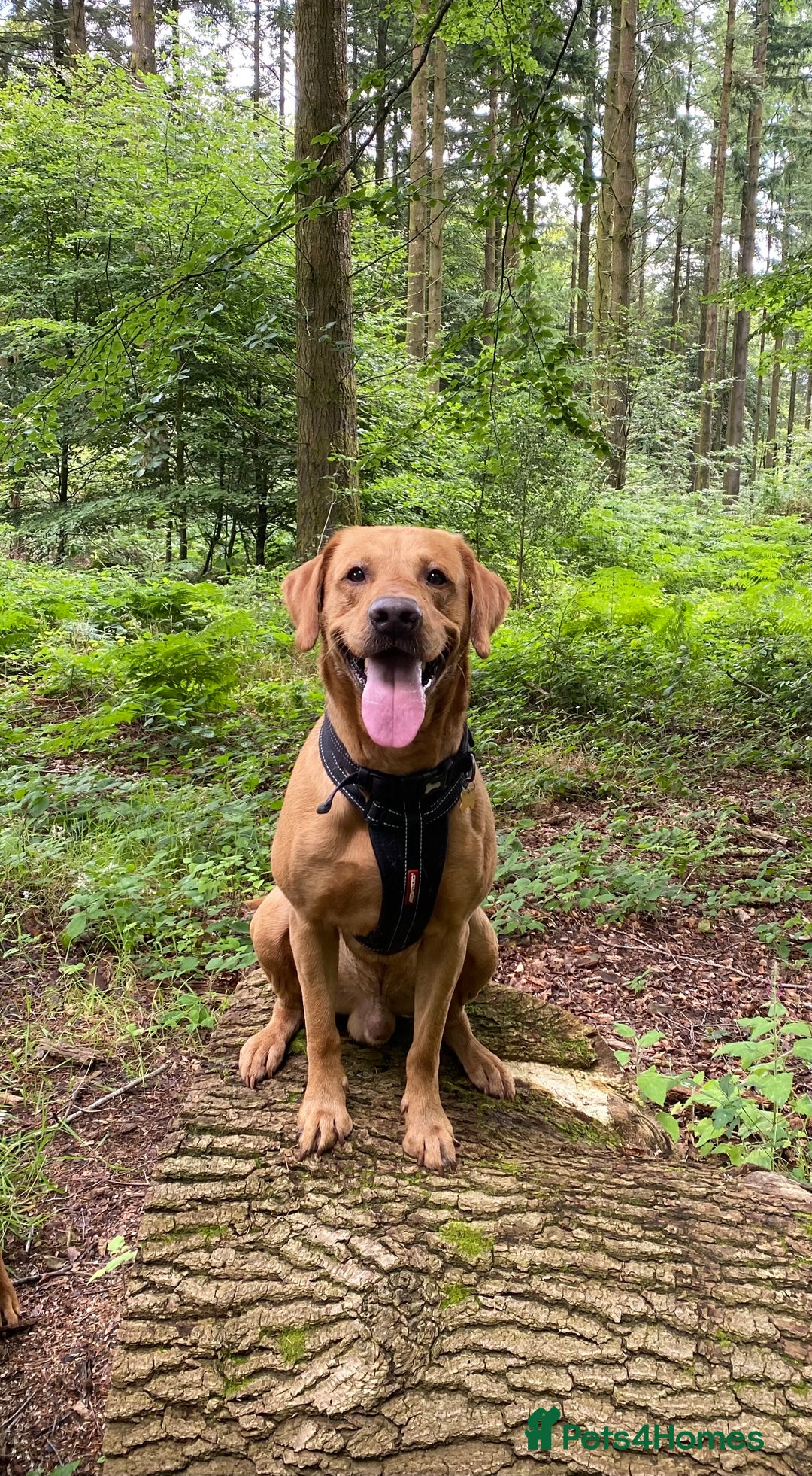 Labrador Retriever dogs for stud: Health Tested KC Fox Red Labrador for Stud in Warminster - Advert 3