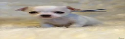 Chihuahua dogs for sale: KC Regd Chihuahua Pups parents fully health tested - Advert 16