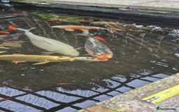 Koi Carp fish for sale: Koi/pond fish - Image 3