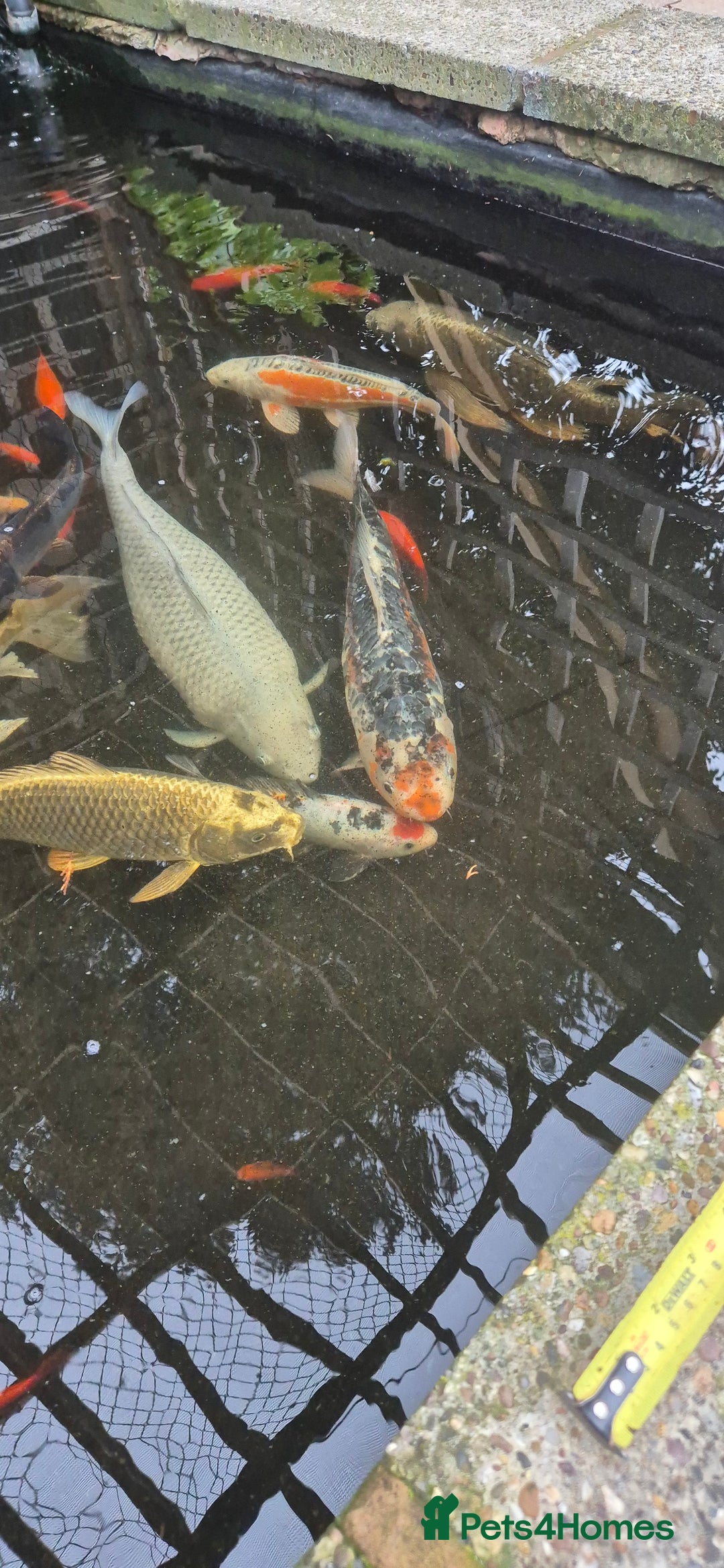 Koi Carp fish for sale: Koi/pond fish - Image 3