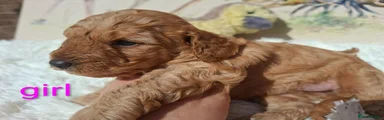 Cockapoo 6