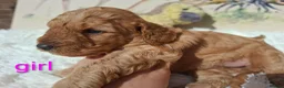 Cockapoo dogs for sale: Cockapoo Puppies PRA Clear! 262 DNA tests clear!KC - Advert 17