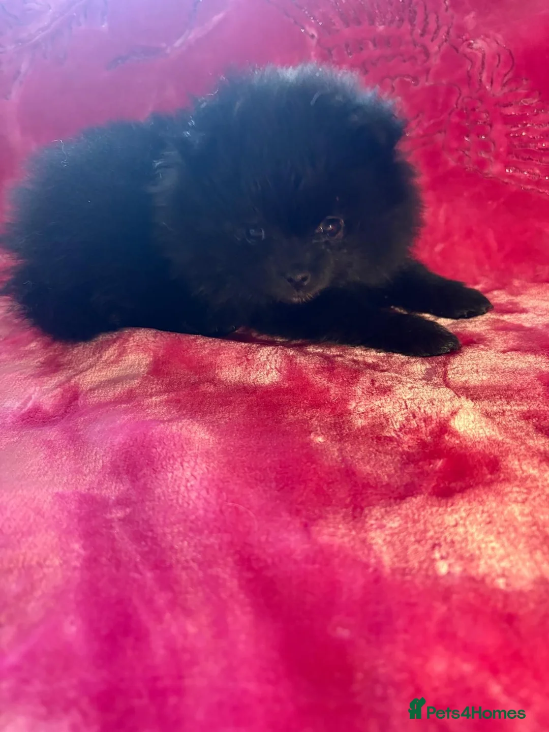 Pomeranian dogs for sale:  Adorable Pomeranian Puppies Merle, Sable & Black - Advert 2