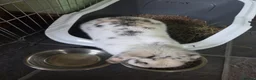 English Spot rabbits for sale: Neutred beautiful boy looking gor his forever home - Advert 2