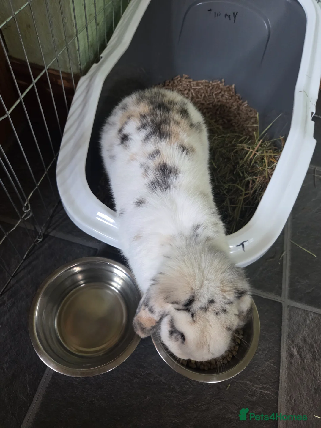 English Spot rabbits for sale: Neutred beautiful boy looking gor his forever home - Advert 2