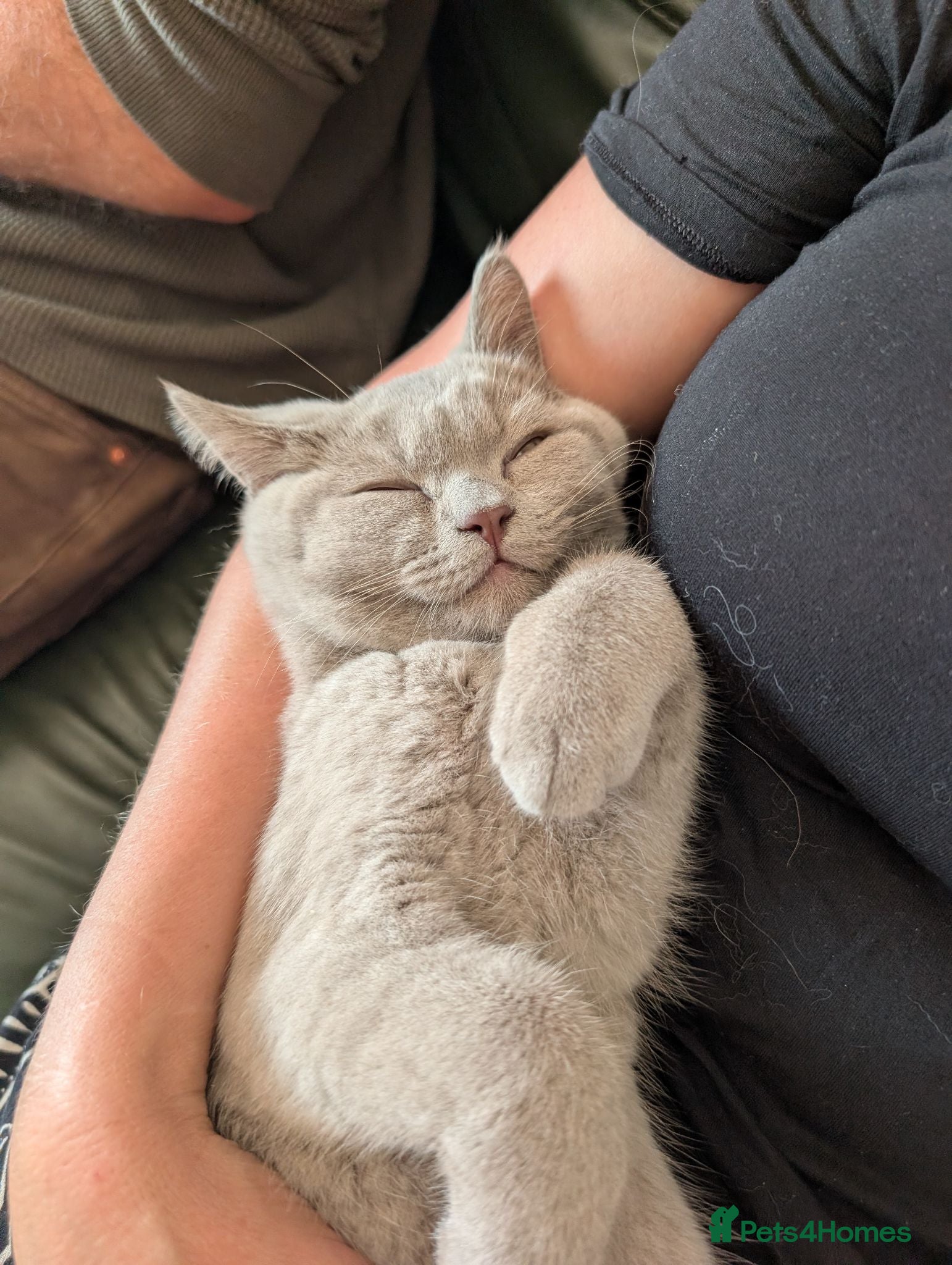 Selkirk Rex cats 😻 Stunning Selkirk Rex Kittens 😻 - Advert 18