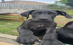 Great Dane dogs for sale: 2 beautiful black Great Danes - Image 4