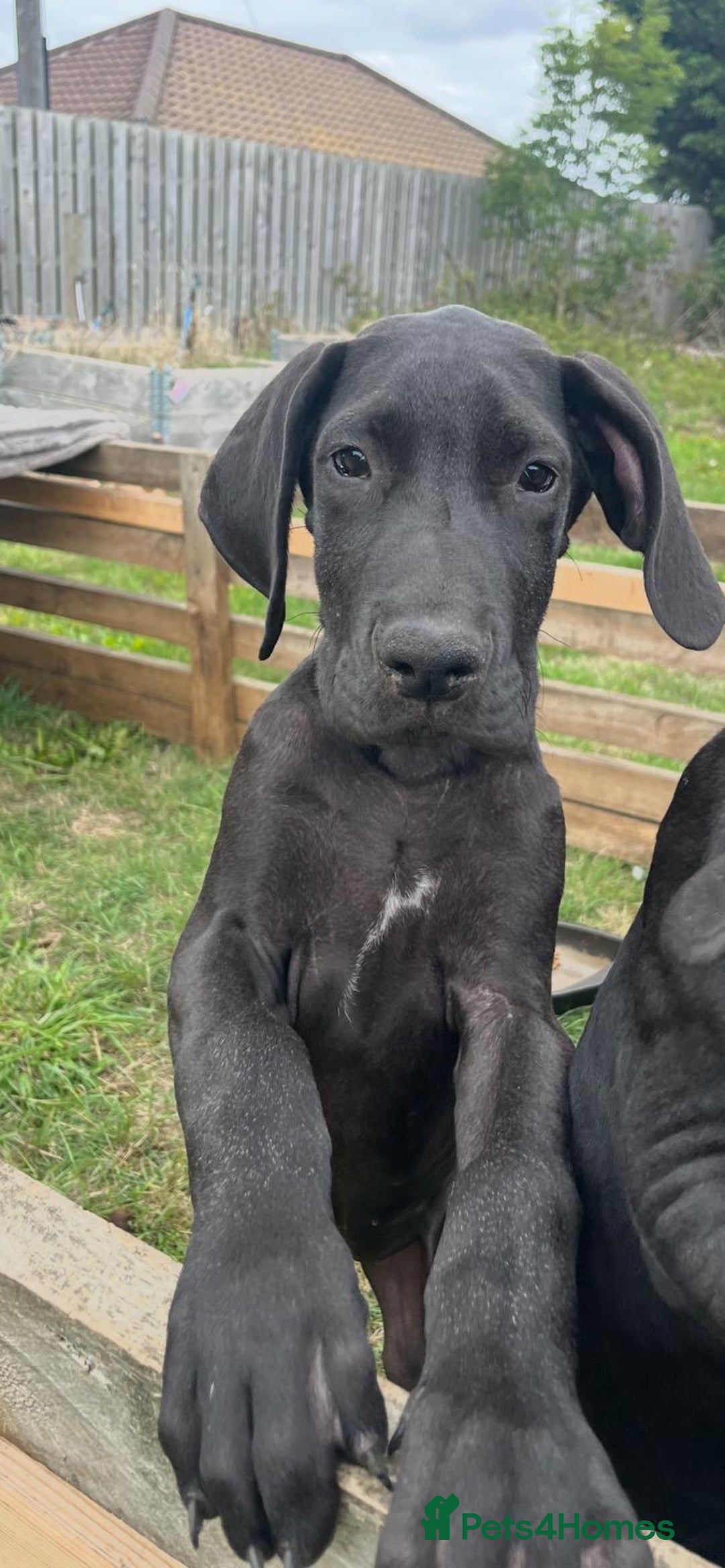 Great Dane dogs for sale: 2 beautiful black Great Danes - Image 4