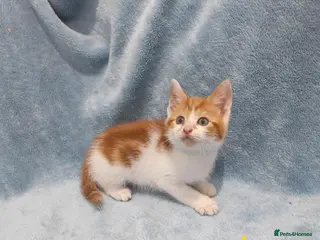 Mixed Breed cats Beautiful FLUFFY kittens VIDEOS - Advert 5