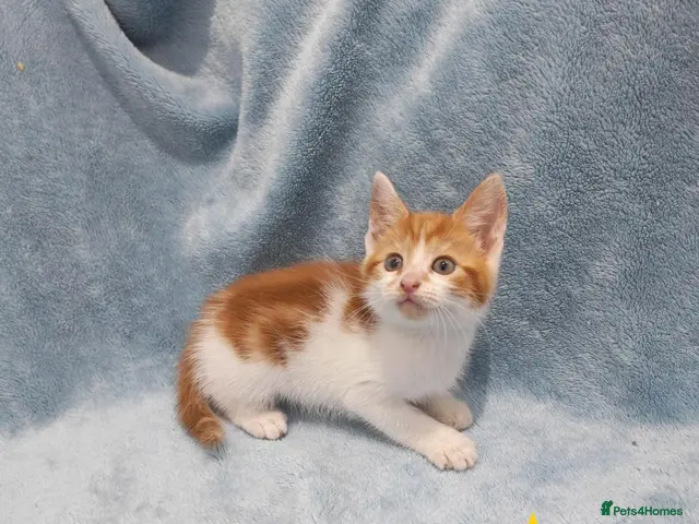 Mixed Breed cats for sale: Beautiful FLUFFY kittens VIDEOS - Advert 4