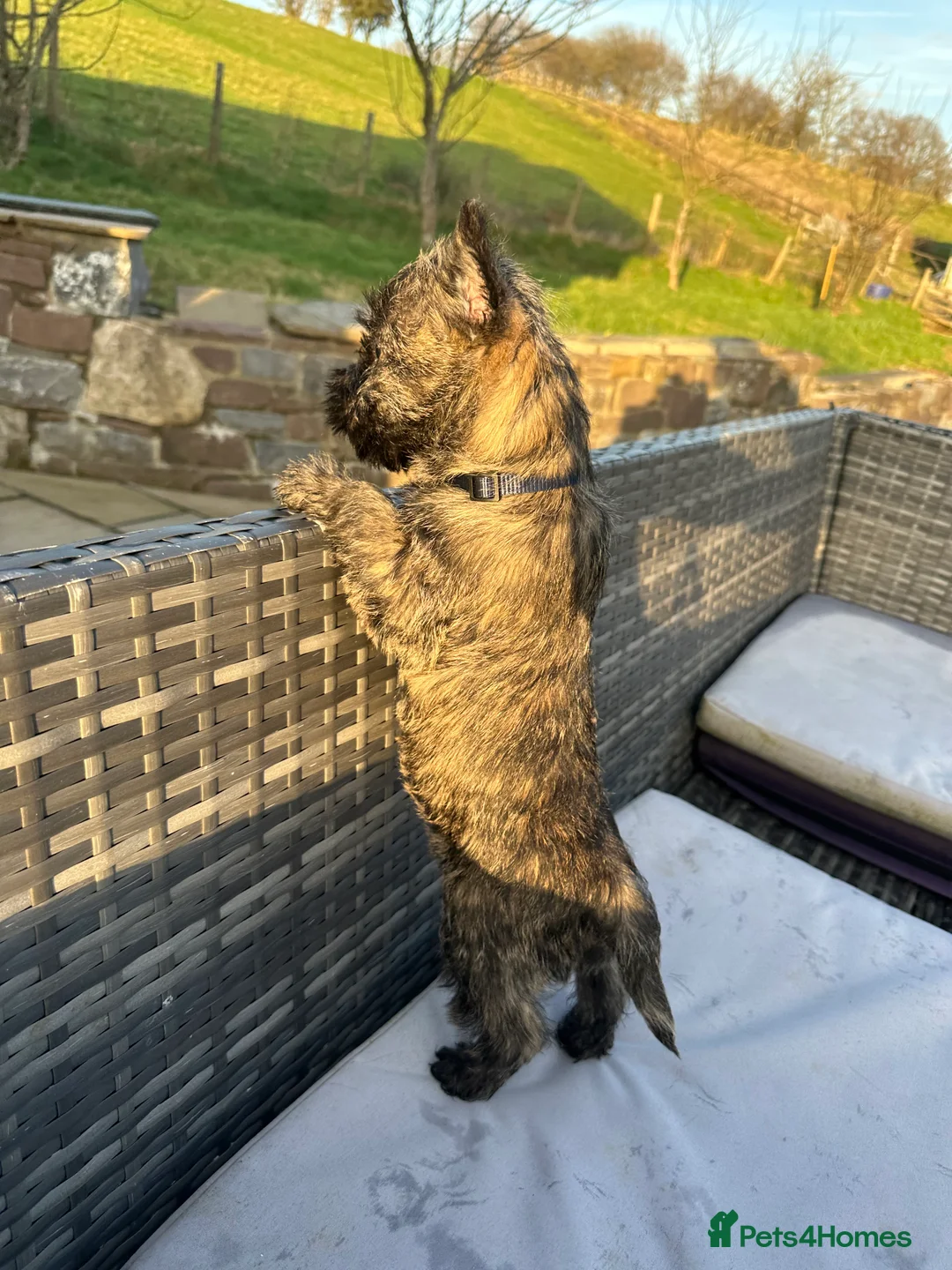 Cairn Terrier dogs for sale: Quality Beautiful KC Reg Cairn Terrier Puppies.  - Advert 8