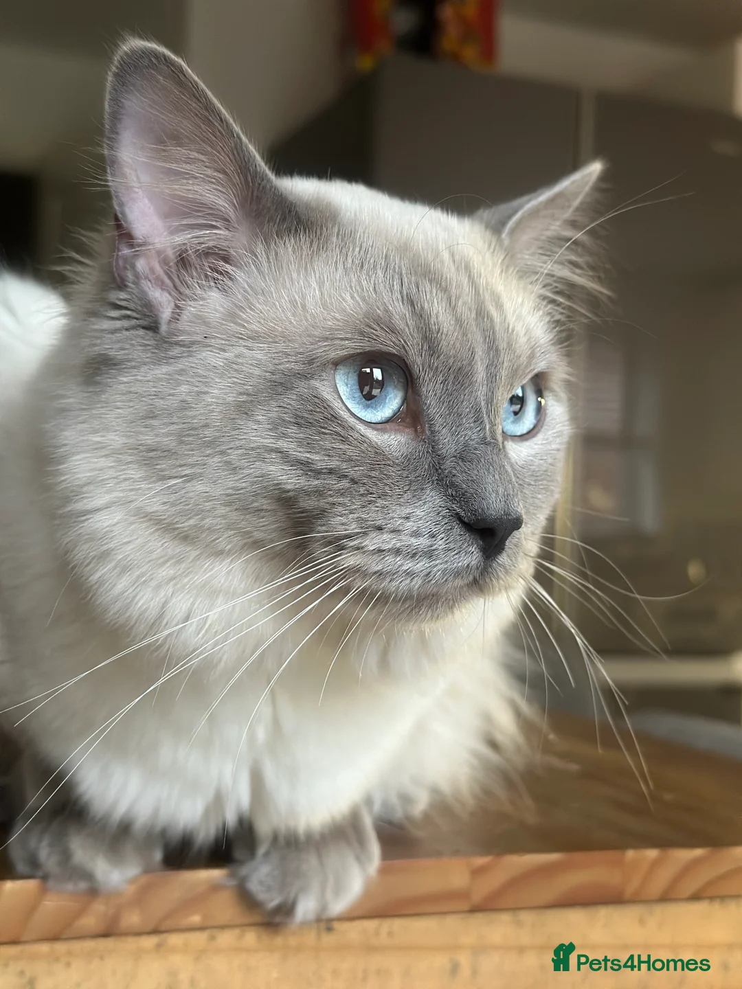 Ragdoll cats for stud: DNA TESTED🧬 Blue Point, Choc Carrier Ragdoll STUD - Advert 7