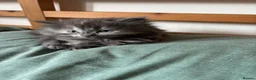 British Shorthair cats for sale: 4 little bundle of joys  - Advert 2