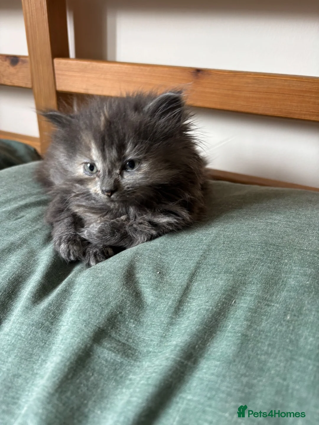 British Shorthair cats for sale: 4 little bundle of joys  - Advert 2